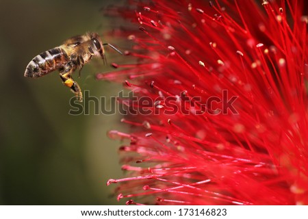 Bee close up while flying inspecting a Bottle brush flower