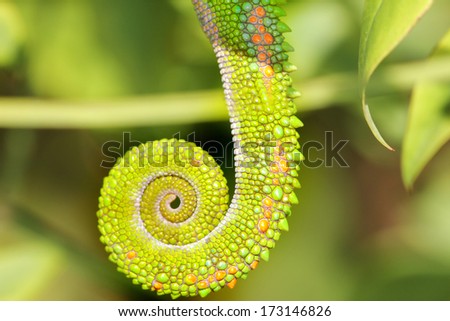chameleon tail up close and personal  looks like dragon skin