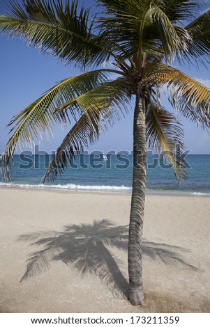 palm tree on a sunny beach in front of blue sea