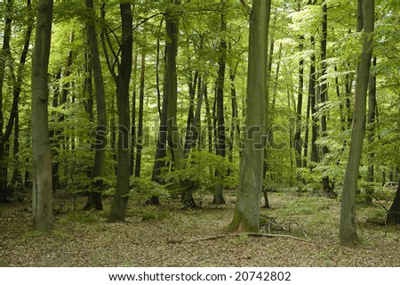 Oak and beech forest trees in France Lorraine region during springtime
