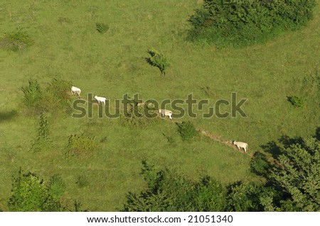4 cows walking on a meadow path in french Alps