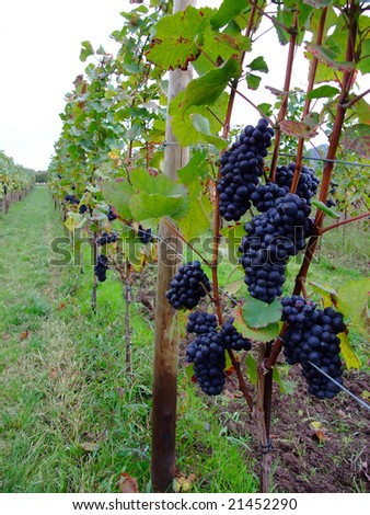 french red bunch grapes Pinot noir in Alsace  - France
