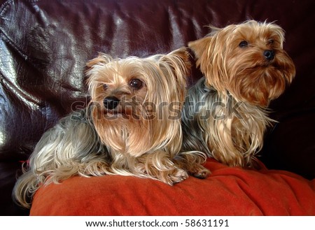 Couple of two Yorkshire dogs on a sofa
