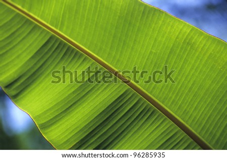 Banana tree leaf details, Sri Lanka