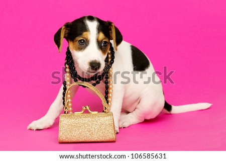 Jack Russell Terrier puppy wearing necklaces isolated on a pink background