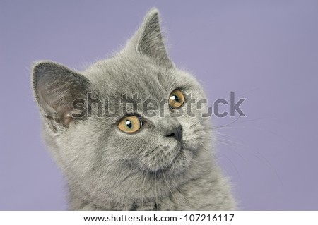 British short haired grey cat isolated on a purple background