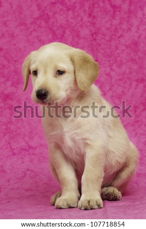Golden Labrador Puppy on a pink background