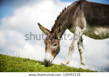 Norfolk Broads, Donkey grazing on grass in the summer time