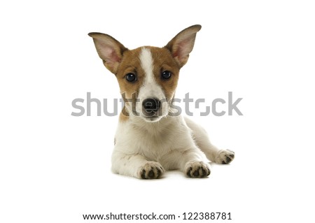 Cute Jack Russell Terrier dog laying down looking at the camera isolated on a white background