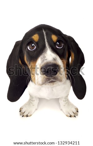 Basset Hound Puppy With Big Eyes Isolated On A White Background Shot From Above