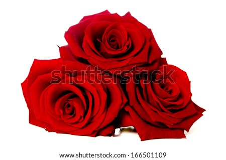Three single stem red roses isolated on a white background