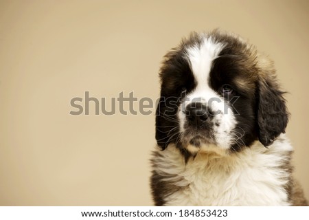 St Bernard puppy sat isolated on a gold background