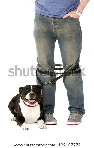 Staffordshire Bull Terrier on lead wrapped around owner\'s legs