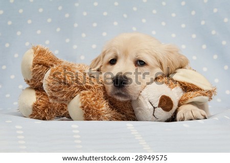 Golden Retriever puppy isolated on a blue background with a teddy bear