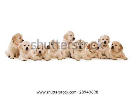 cute golden retriever puppies wallpaper. stock photo : Golden Retriever