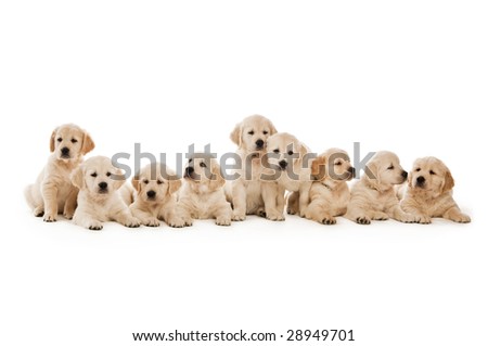Golden Retriever puppies isolated on a white background Golden Retriever puppies isolated on a white background