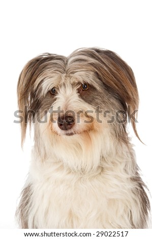 Bearded collie dog isolated on a white background