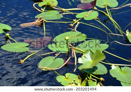 Green Lilly Pads floating in water