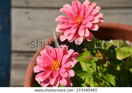 Pink Zinnia blooms and a budding flower
