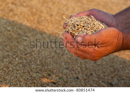 Hands of the grain-grower with grain