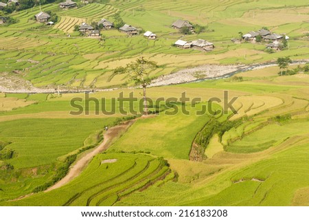 Vietnamese rice terraced paddy field in harvesting season. Terraced paddy fields are used widely in rice, wheat and barley farming in east, south, and southeast Asia
