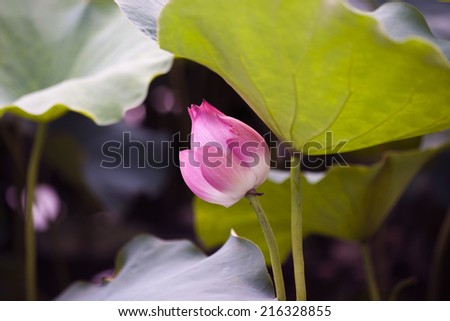 Lotus flower in lotus lake