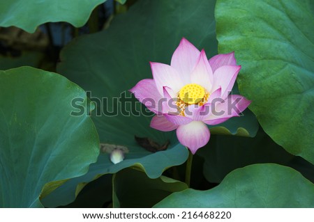 Pink lotus flower in lotus lake