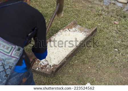 Boiled rice is grinding manually by pestle to make rice cake in mountainous region of Vietnam