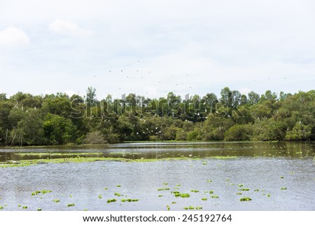 Wide view of Tra Su flooded indigo plant forest, with flying flock of stork in An Giang, Mekong delta, Vietnam