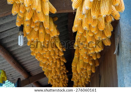 Dried corns is hanged on the roof of ethnic minority\'s house in Mu cang chai, Vietnam