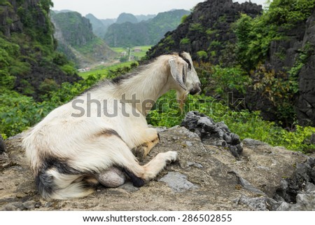 Mountainous goat in Ninh Binh province, Vietnam. Ninh Binh goat meat is famous food in Vietnam