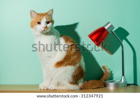 Cute cat sitting on the table near with reading lamp on emerald wall background.