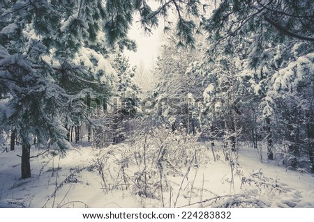 Vintage winter landscape. Light and trees covered with snow