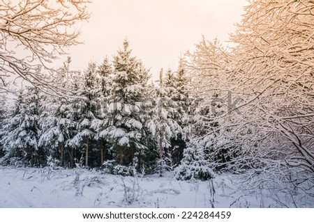Beautiful winter landscape. Light and trees covered with snow