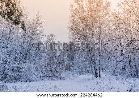 Beautiful winter landscape. Light and trees covered with snow