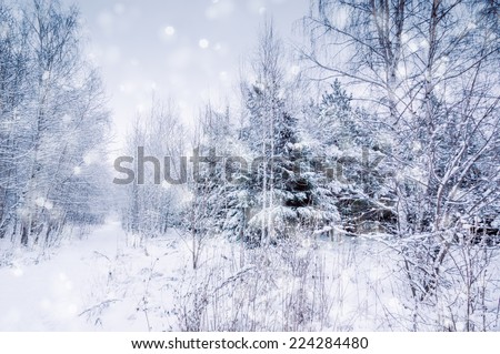 Winter background. Snowfall and trees covered with snow