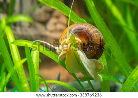 Ampularia snail crawling on a leaf aquarium plants