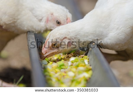 Younger chickens and turkeys, chickens pecking for food in the pan