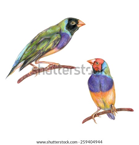 Hand Drawn Color Pencil Illustration Of Gouldian Finch. Rainbow Bright