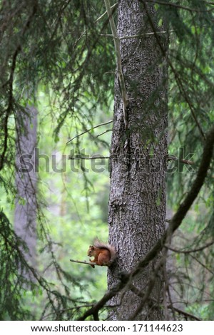 The infant squirrel eating pine cones spruce forest