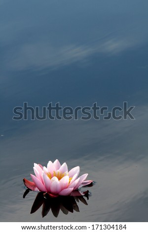 red water lily in water