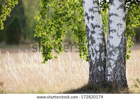 Birch is a broadleaved deciduous hardwood tree of the genus Betula