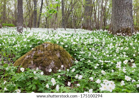 Anemone nemorosa is an early-spring flowering plant