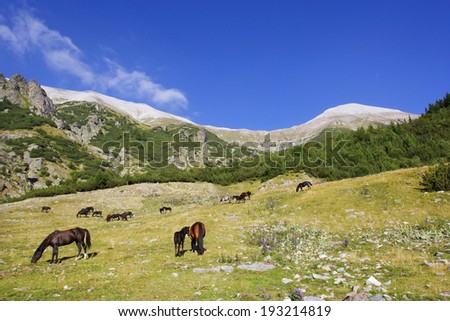 Landscape with wild horses in the mountain