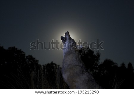 Silhouette of a male wolf in moon light