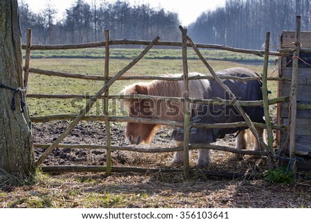 Little pony behind a wooden fence in winter