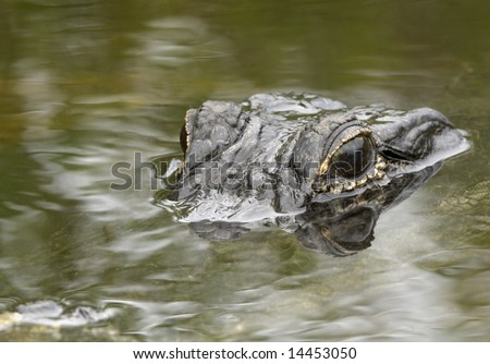 Alligator Prey