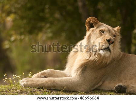 Lion, Breeze and Flowers