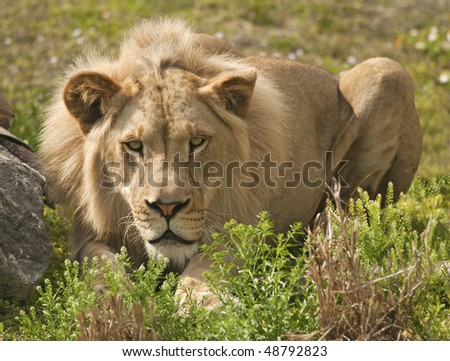 Lion Hiding and Stalking Prey