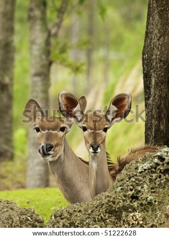 Mother and Cub Gazelles